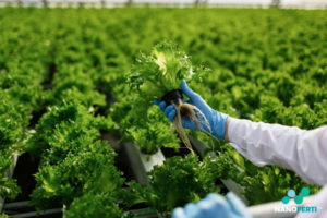 Read more about the article The Future of Sustainable Agriculture with Nanotechnology