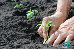 Read more about the article Nanoparticle fertilizer could contribute to new ‘green revolution’